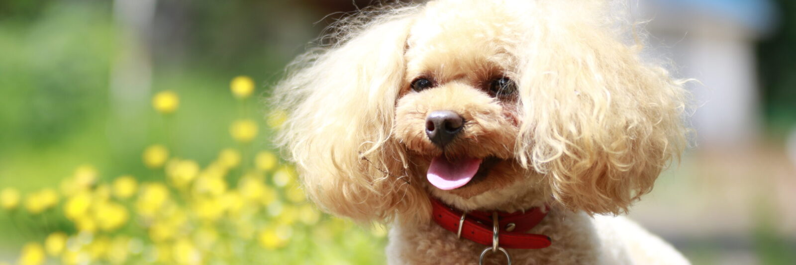 自然あふれる環境に愛犬もにこにこ