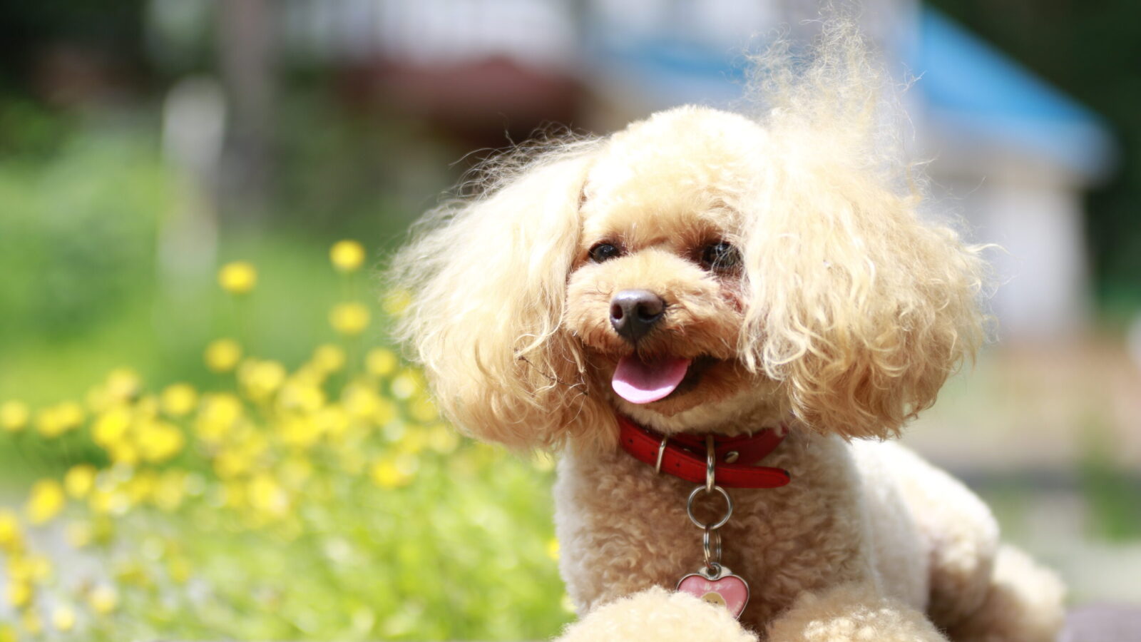 自然あふれる環境に愛犬もにこにこ